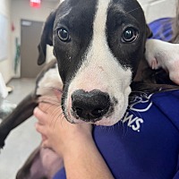 adopt a pet