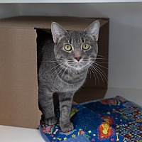 adopt a pet