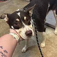 adopt a pet