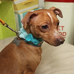 Thumbnail photo of Penny-Adopted! #1