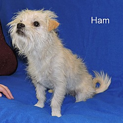 Thumbnail photo of Ham #2