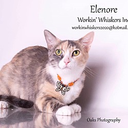 Thumbnail photo of ELENORE #1
