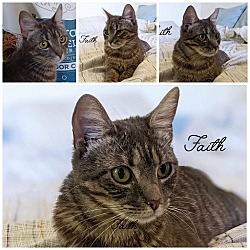 Photo of FAITH (Lap Cat)