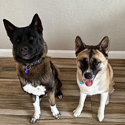 Thumbnail photo of koda & oso #1