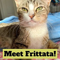 Thumbnail photo of Frittata, Jenkintown PetSmart (FCID 7/02/2024-140) #3