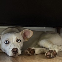 adopt a pet