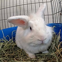 adopt-pet