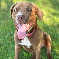 adopt a pet