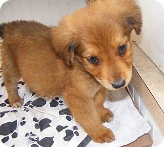 Rochester Nh Golden Retriever Meet Reese A Pet For Adoption