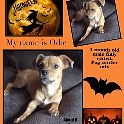 Thumbnail photo of Odie #1