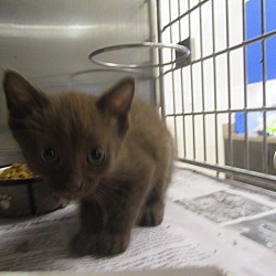 Thumbnail photo of Chaka ($50 to adopt) #3