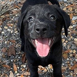 Photo of Mississippi Puppy of Dixie