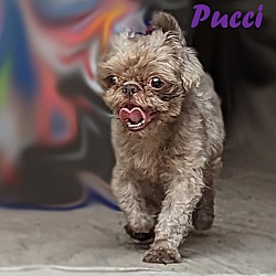 Thumbnail photo of Pucci #1