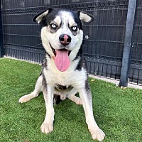 adopt a pet