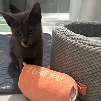 adopt a pet