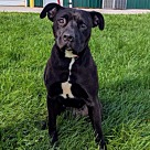 Adopt A Pet :: Florence - Lancaster, OH