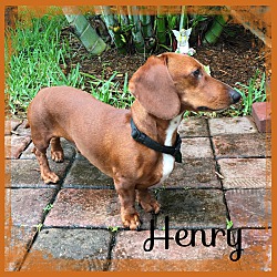 Thumbnail photo of Henry #4