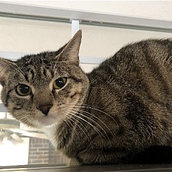 Photo of Tigger