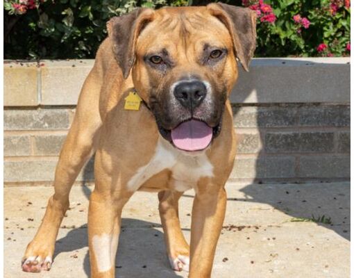 st-louis-mo-black-mouth-cur-meet-munich-a-pet-for-adoption