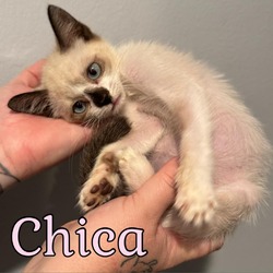 Thumbnail photo of Chica #1