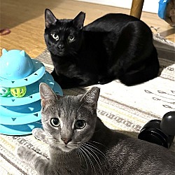 Thumbnail photo of Cosmo and Luna, bonded buddies! #4