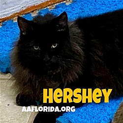Thumbnail photo of Hershey #2