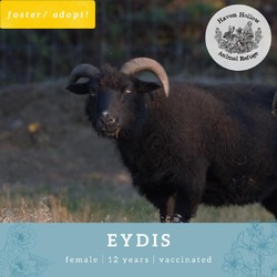 Thumbnail photo of Eydís #2