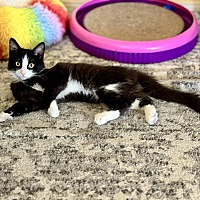 adopt a pet