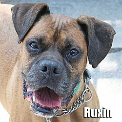 Thumbnail photo of Ruxin #1