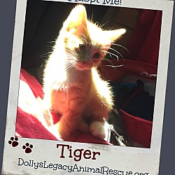 Thumbnail photo of TIGER #2
