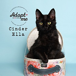Thumbnail photo of Cinder Ella #1