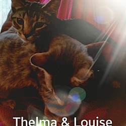 Thumbnail photo of Thelma & Louise #2