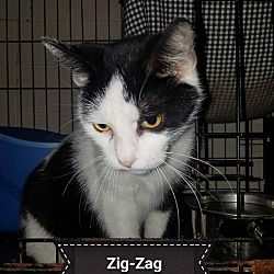 Photo of Zig-Zag