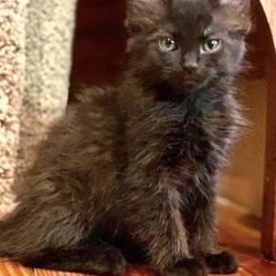 Black Cat Fine Art Personalized Print Black Cat Decor Includes