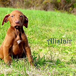 Thumbnail photo of Alistair~adopted! #4
