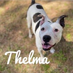 Thumbnail photo of Thelma #4