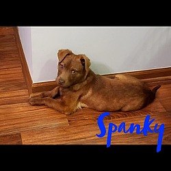 Photo of Spanky