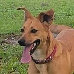 Photo of Pacaya