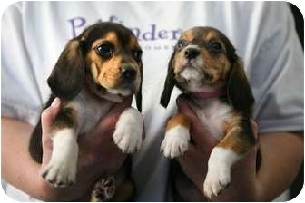beagle coonhound mix puppies for sale