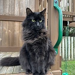 Photo of Salem