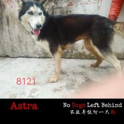 Thumbnail photo of Astra 8121 #3