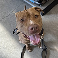 adopt a pet
