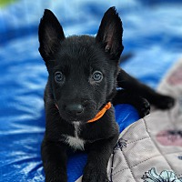 adopt-pet