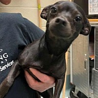 adopt a pet