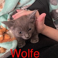 adopt a pet