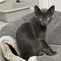 adopt a pet