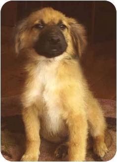 belgian sheepdog puppies for sale in california jamie adopted puppy vista ca belgian shepherd rhodesian belgian sheepdog puppies for sale in california jamie adopted puppy vista ca belgian shepherd rhodesian