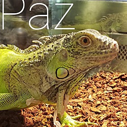 Thumbnail photo of Paz #1