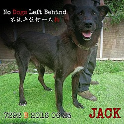 Photo of Jack 7292