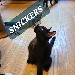 Photo of SNICKERS